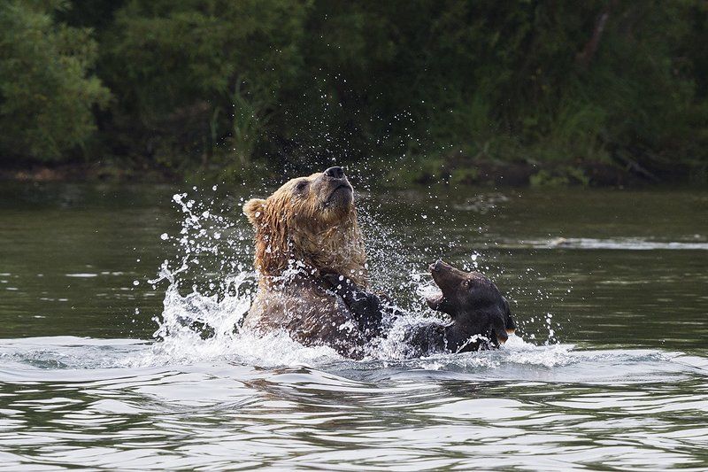 Медведи, Камчатка, Курильское Озеро Убийство на реке фото превью