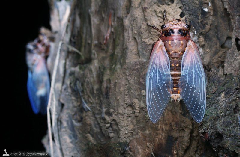 перо  фото превью