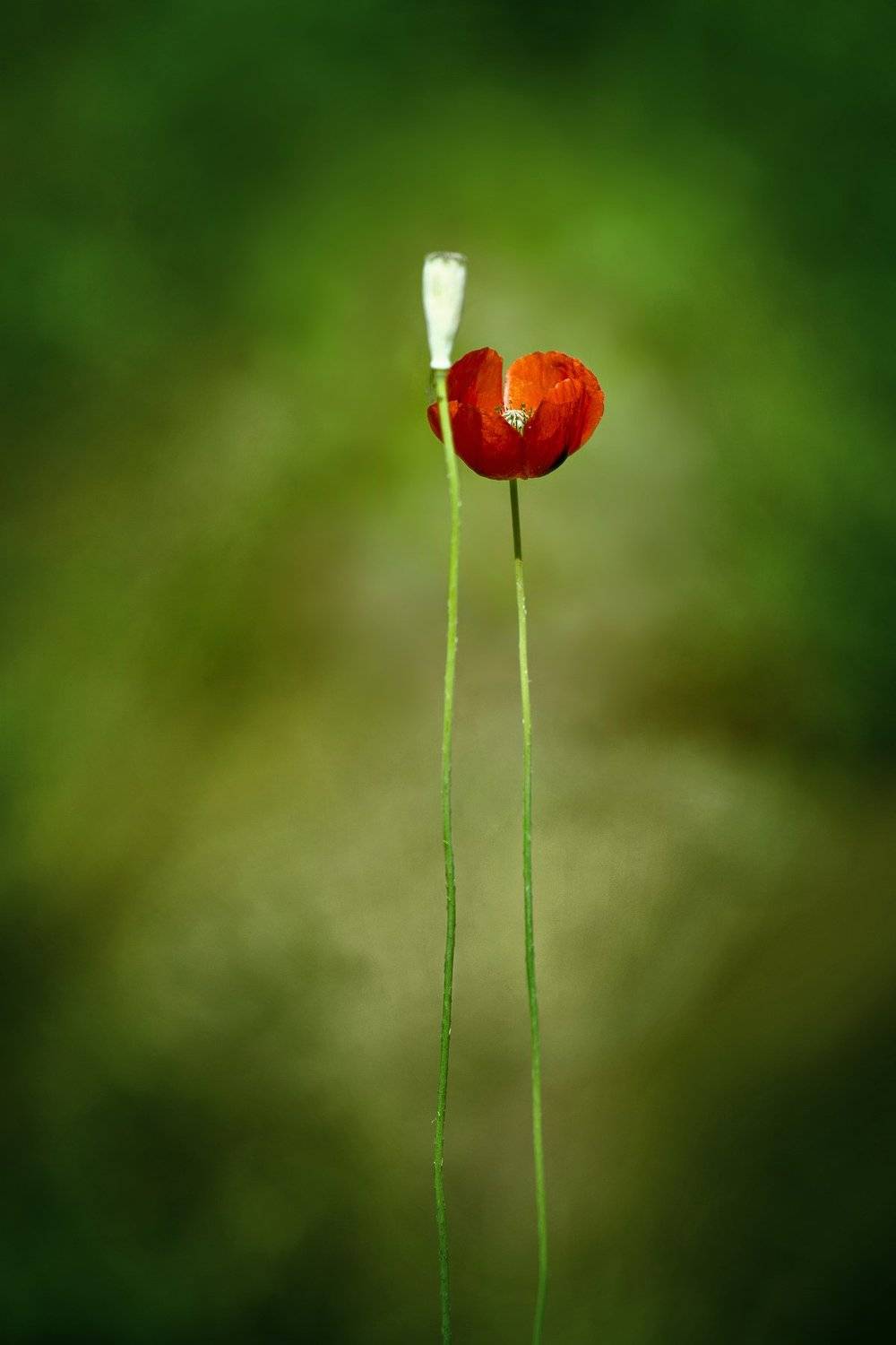 двое, пара, маки, Евгений Кутузов