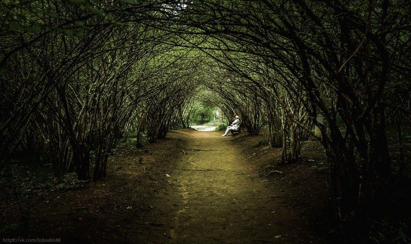 beautiful, beauty, color, landscape, life, light, nature, people, trees Туннель фото превью