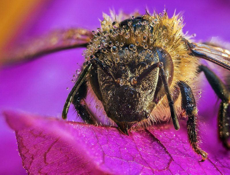 ПЧЕЛА фото превью