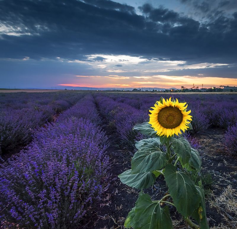 sunset, sunflower, lavender, flowers, sky, blue, purple, clouds Sunset in the fields фото превью