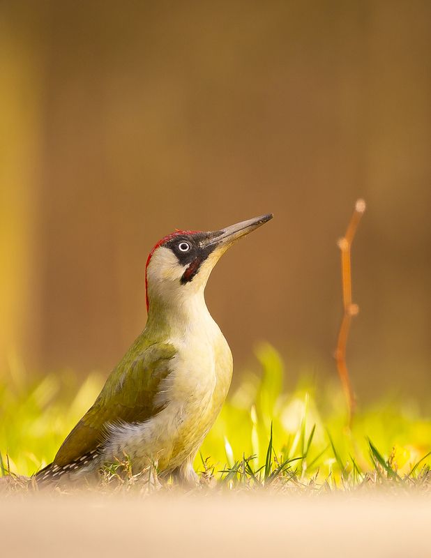 Gray-headed Woodpecker фото превью