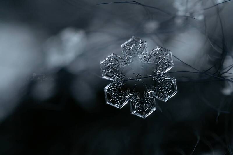 снежинки, природа, зима, макро Застывшая музыка тишины... фото превью