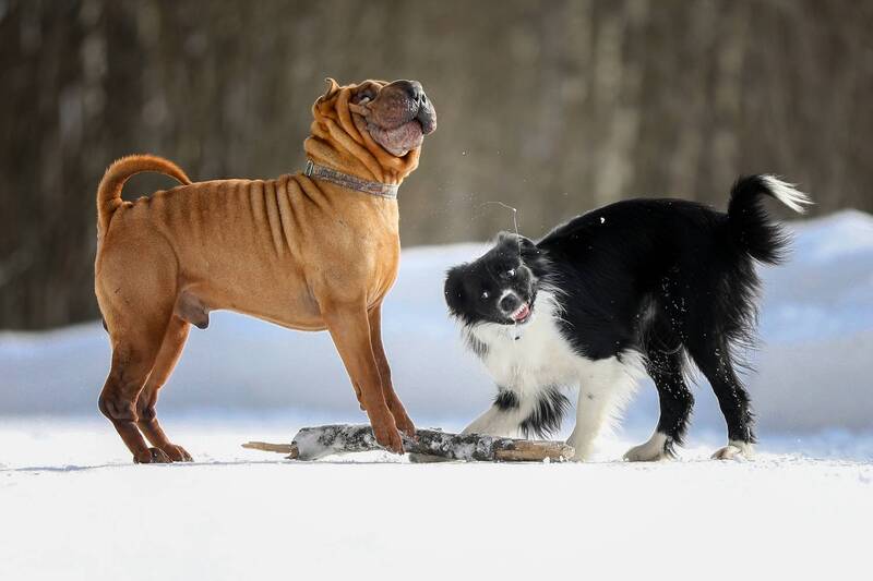 ..... фото превью