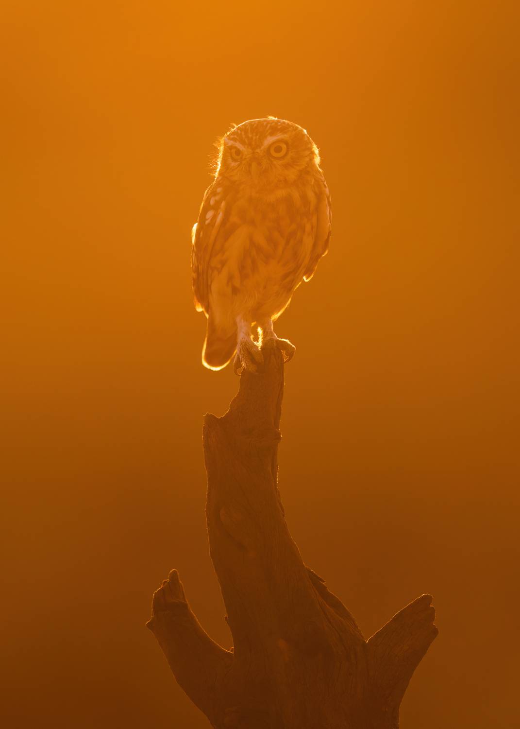 , Фруман Евгений