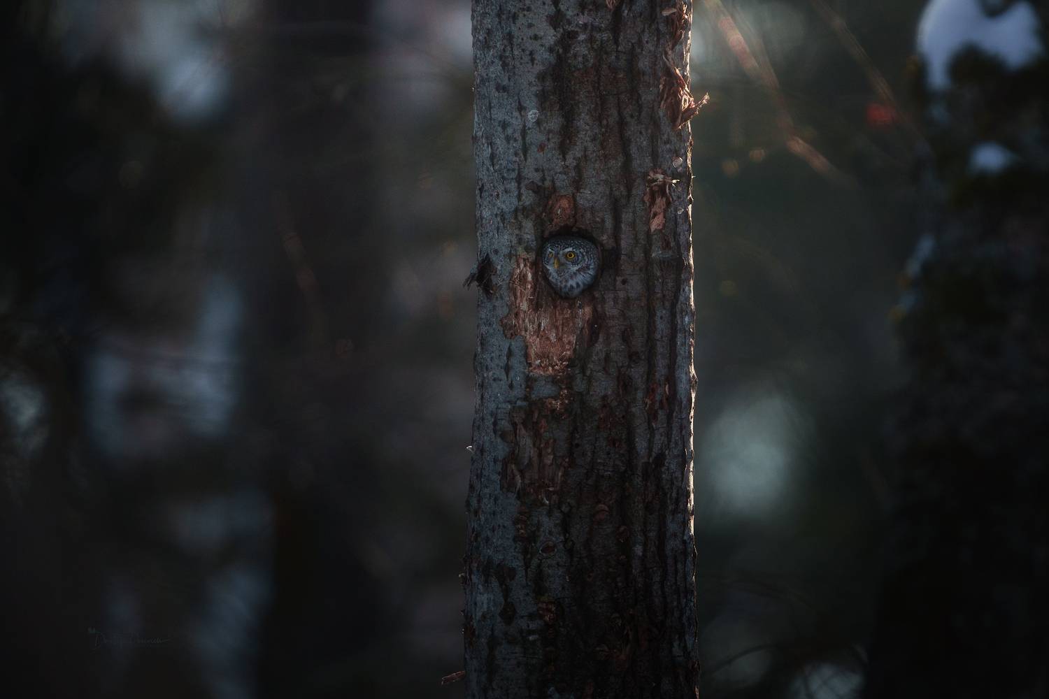 природа, лес, поля, огороды, птицы, животные, макро, Дмитрий Посевич