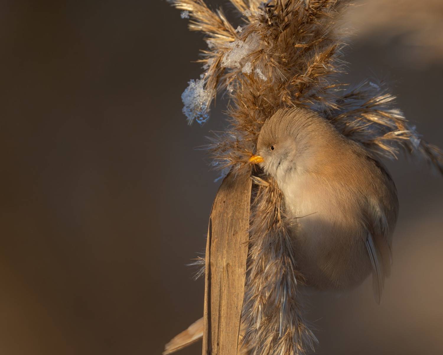 синица, усатая синица, закат, птицы, Ruslan Pl