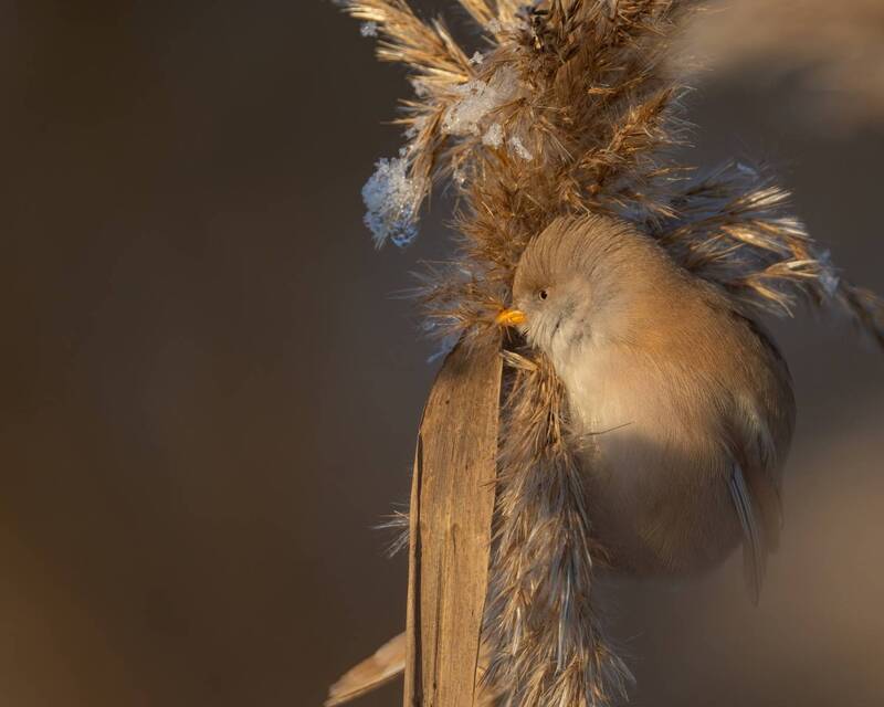 синица, усатая синица, закат, птицы  фото превью