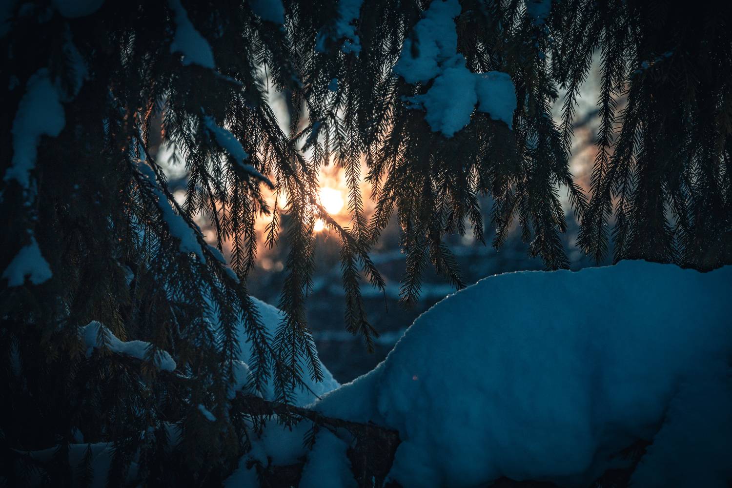 , Александр Шандов
