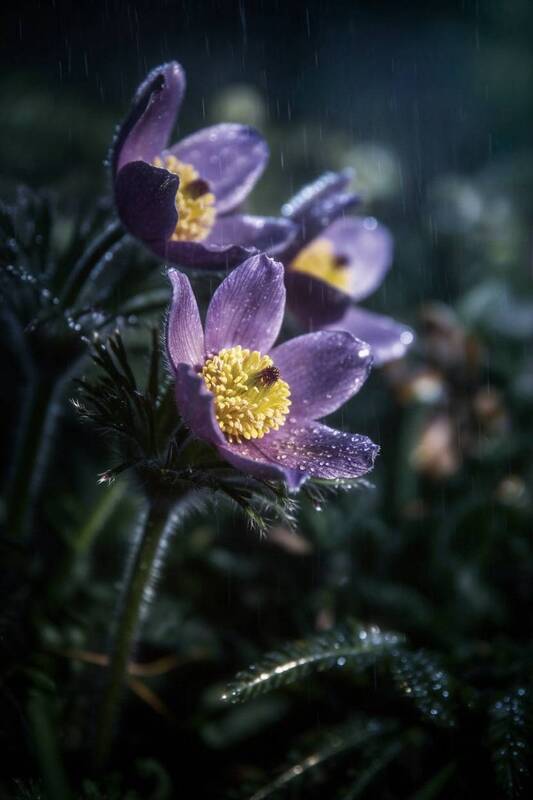 макро, macro, прострел, сон-трава, весна, spring Прострел фото превью