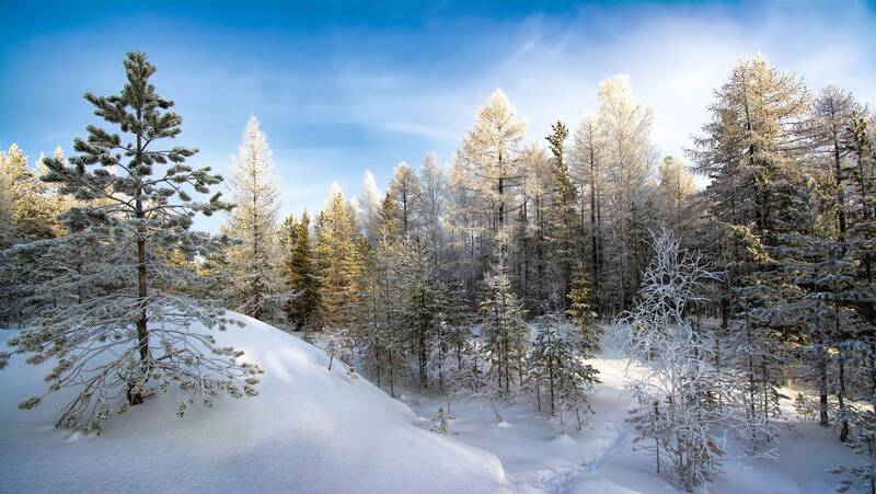 Зимний лес фото превью