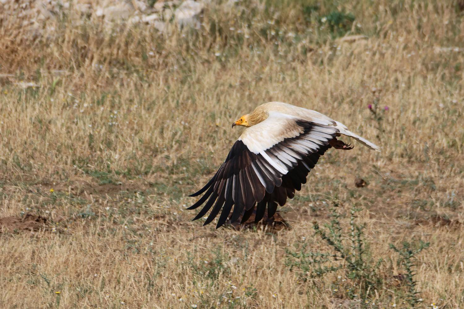 стервятник, гриф, падальщик, Marat Magov