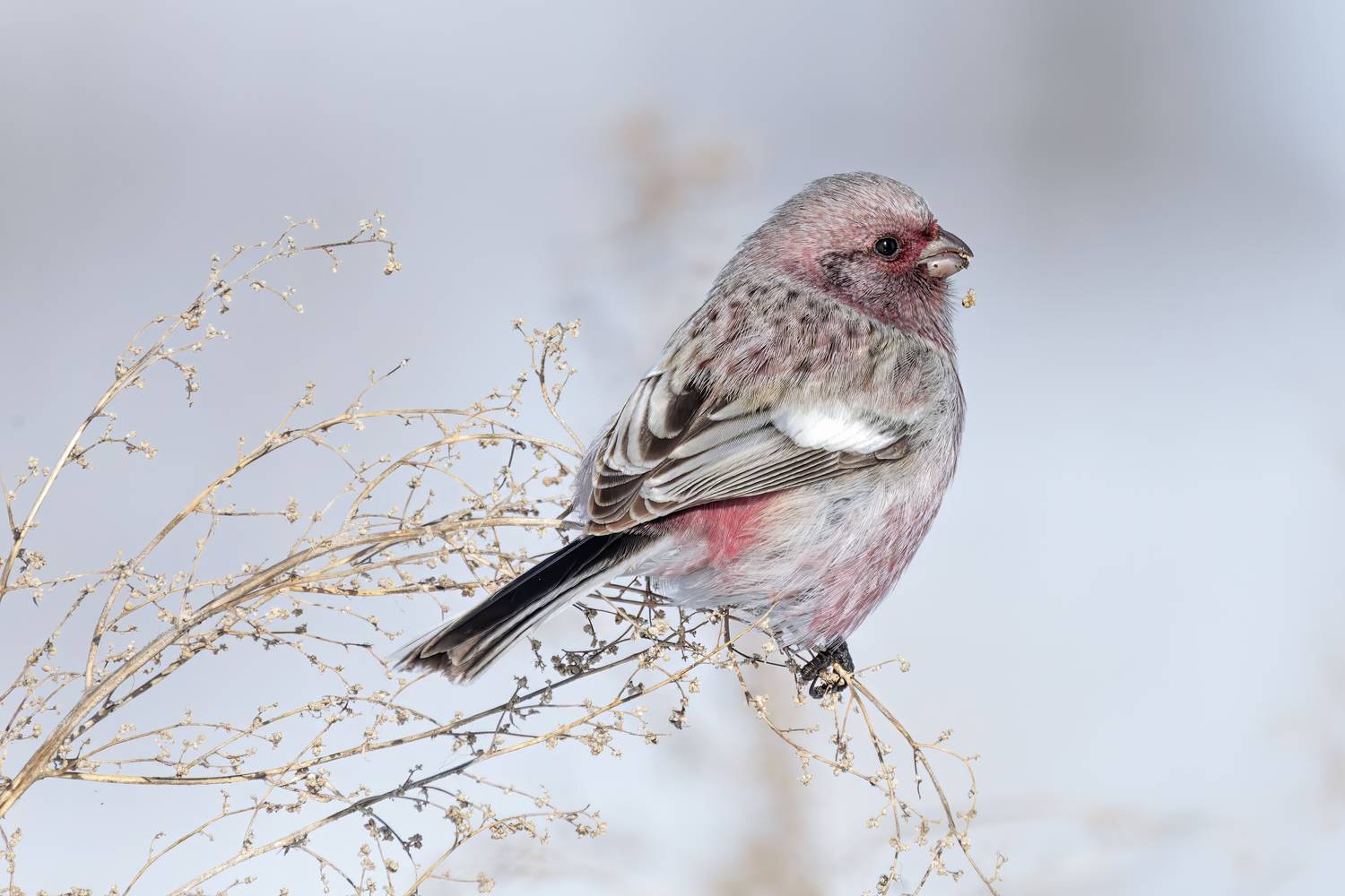 птицы, урагус, длиннохвостый, природа, Abdalova Tatiana