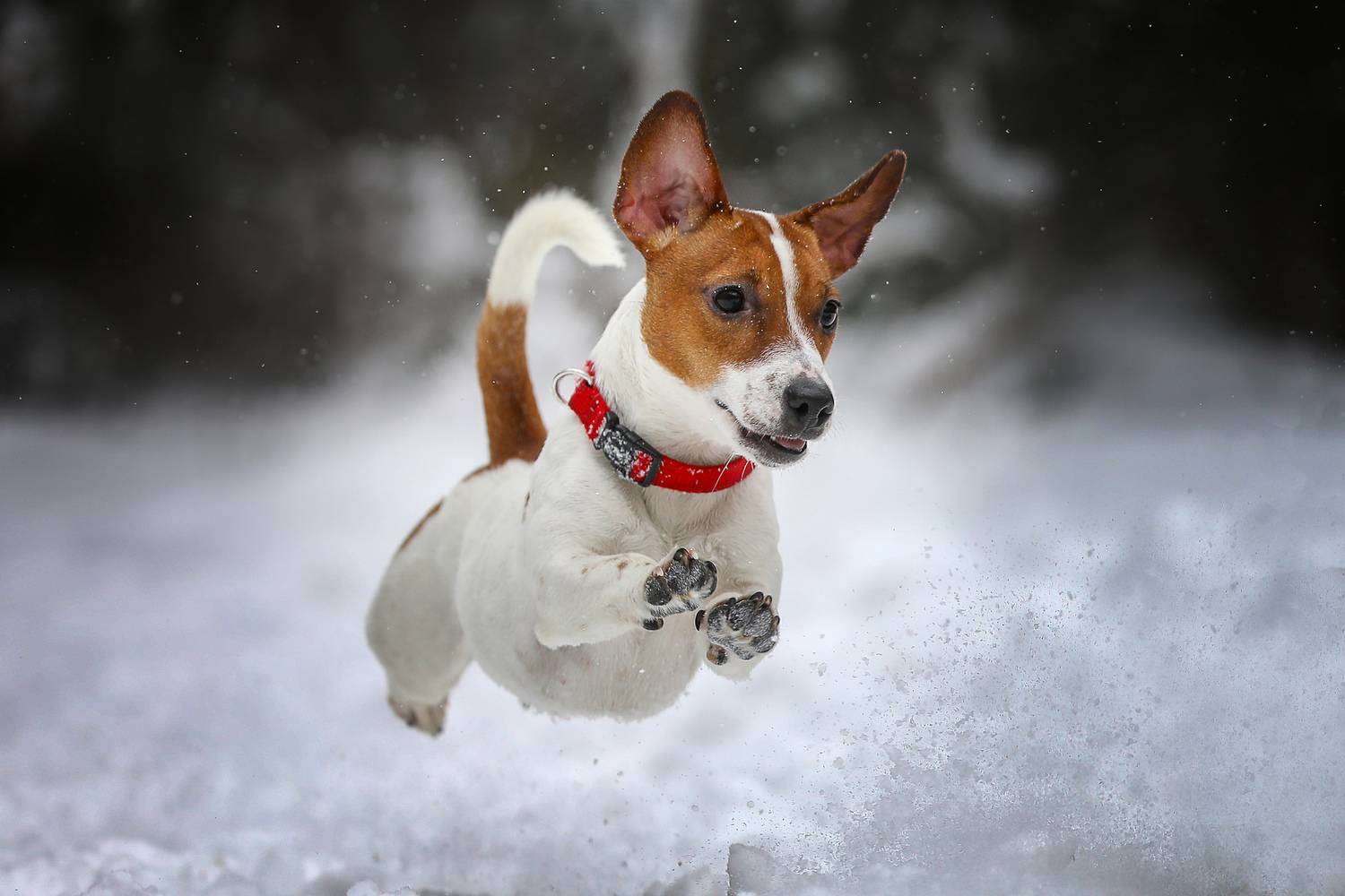 , Андрей Ершов