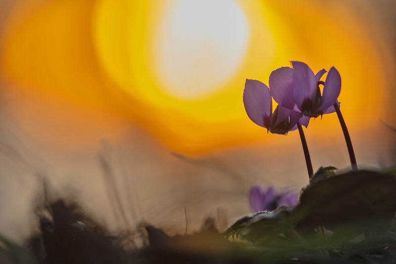 Цикламеновый закат фото превью