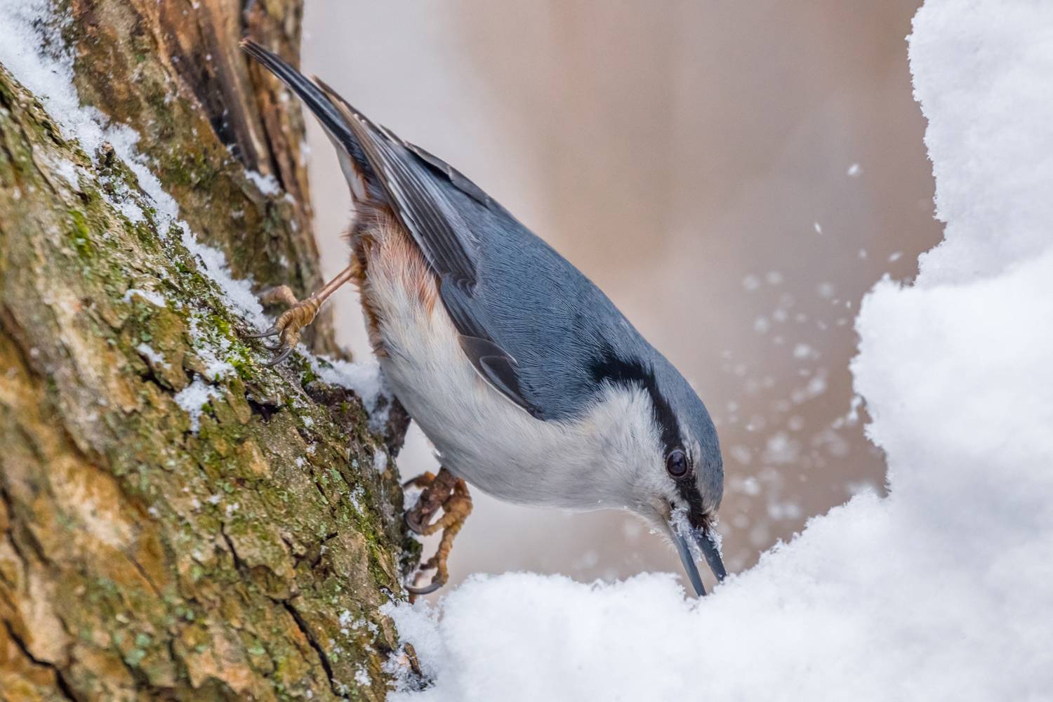, Алексеев Сергей
