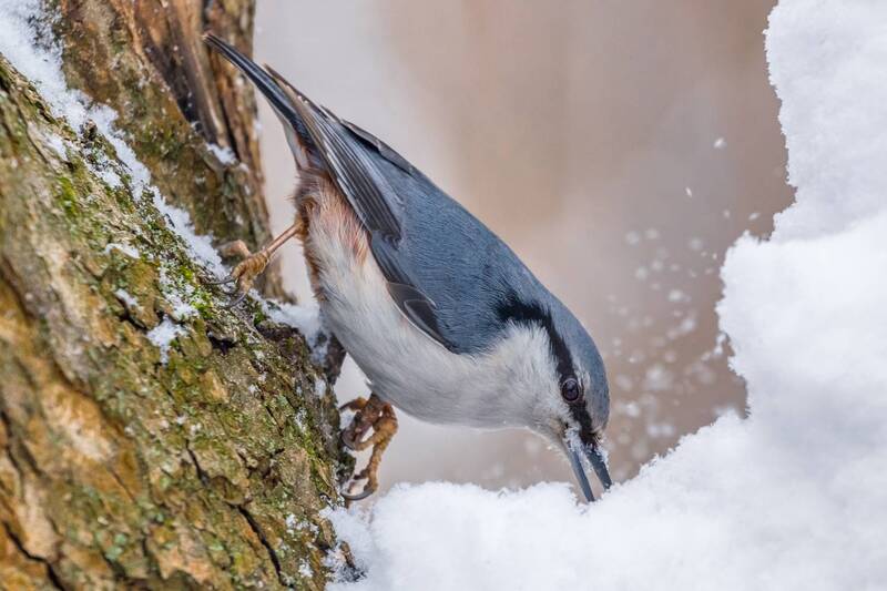 Опять снега навалило! фото превью