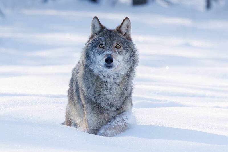 волк  фото превью