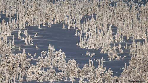Таёжные опушки на склонах