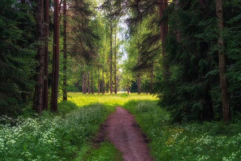Павловский парк в летнем убранстве. фото превью