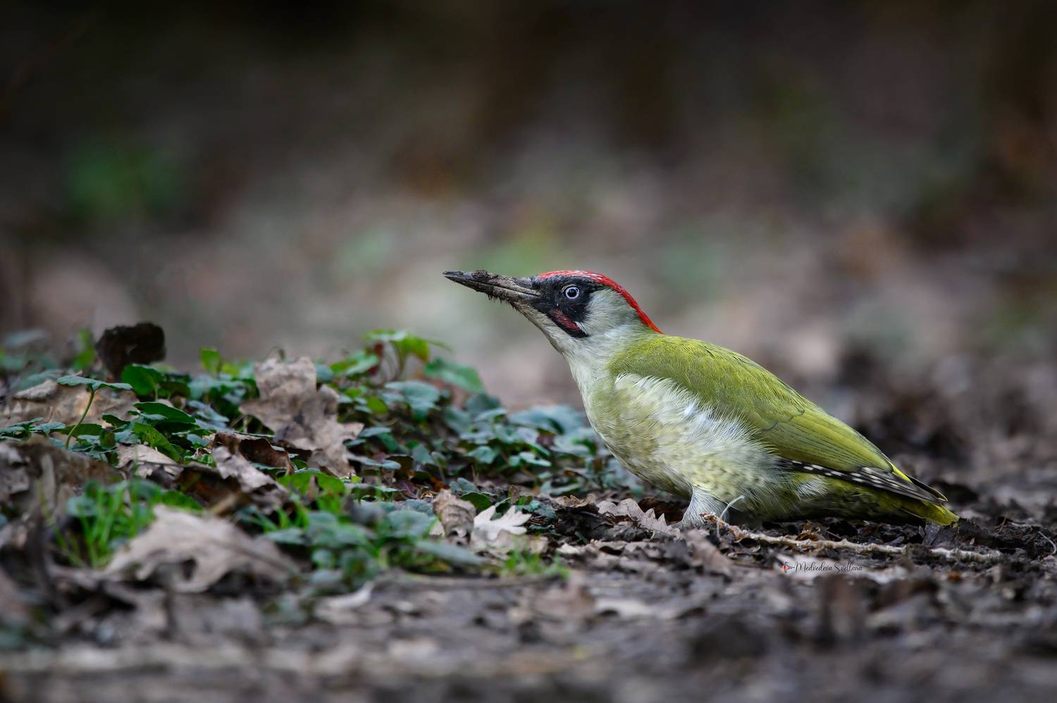 фотоохота, птица, дятел, Медведева Светлана