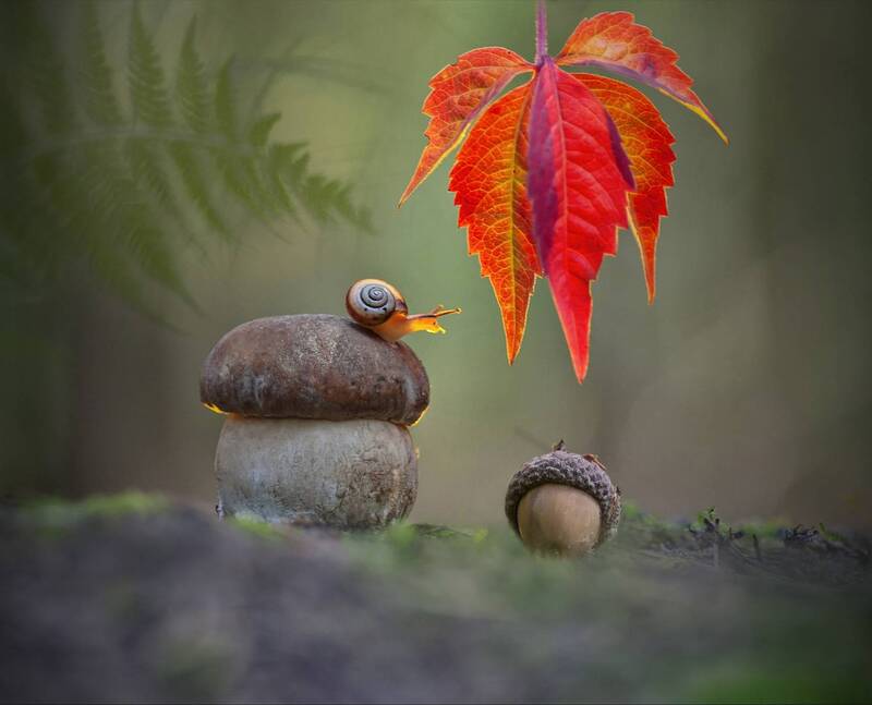 боровик, улитка, беларусь *** фото превью