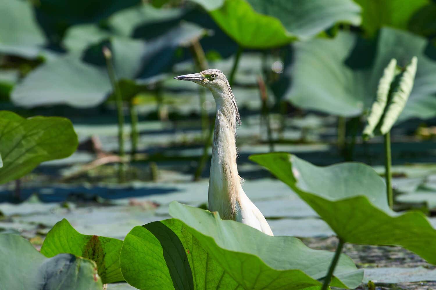 Ardeola ralloides, Жёлтая Цапля, Павел Сторчилов