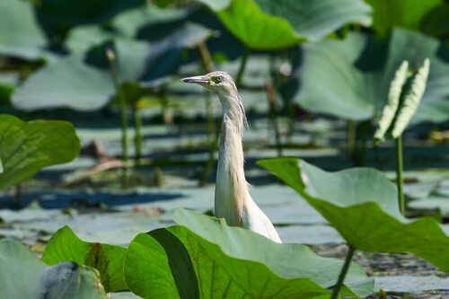 Жёлтая Цапля