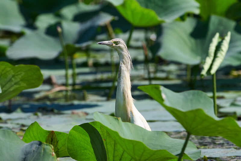 Ardeola ralloides, Жёлтая Цапля Жёлтая Цапля фото превью
