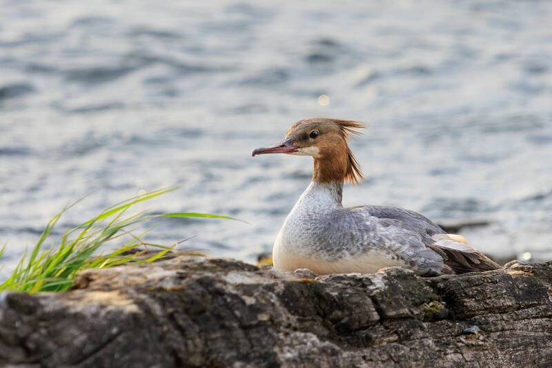птицы, фотоохота, большой крохаль  фото превью