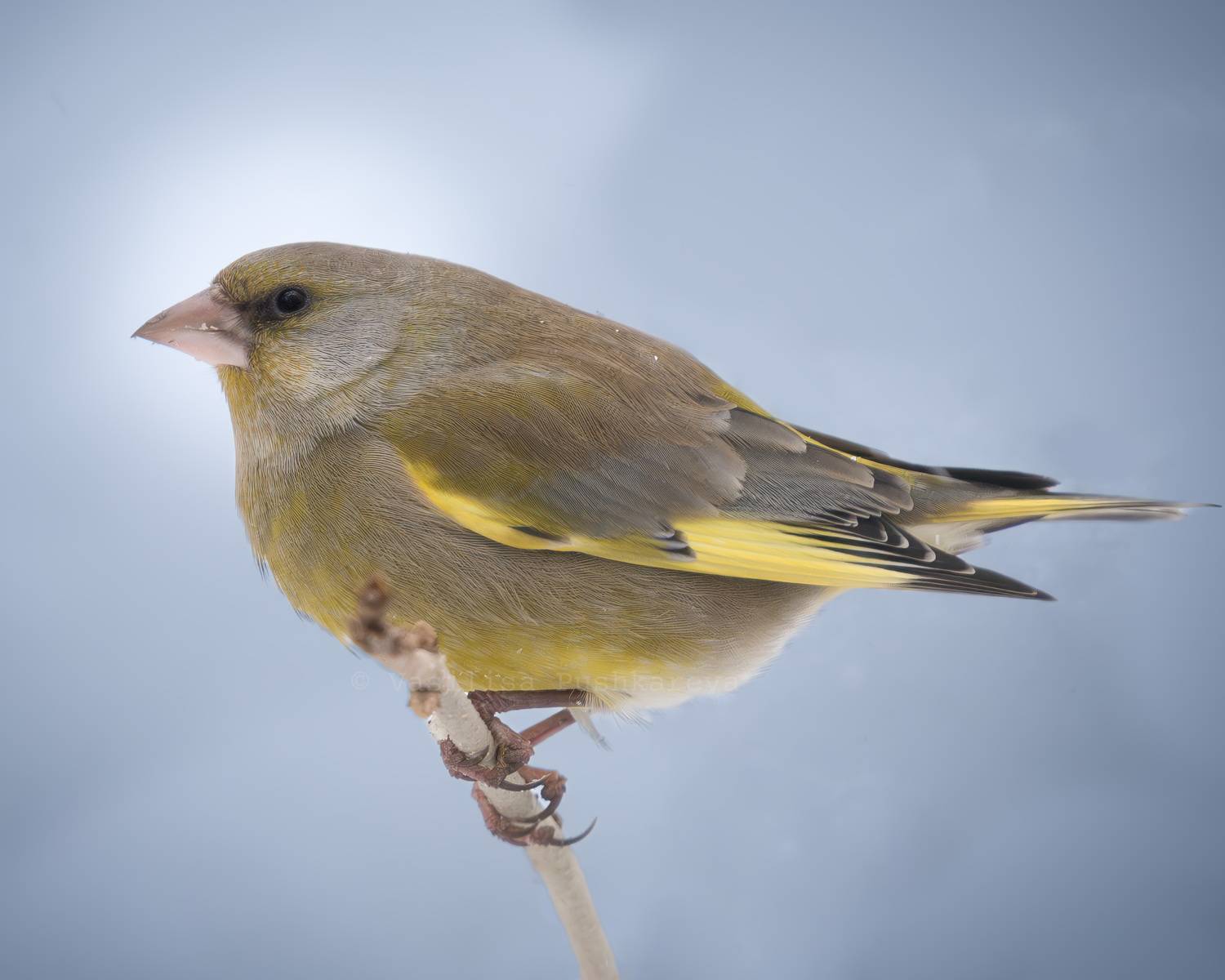 Обыкновенная зеленушка, птица, Пушкарева Василиса