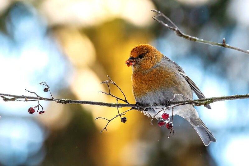 *** фото превью