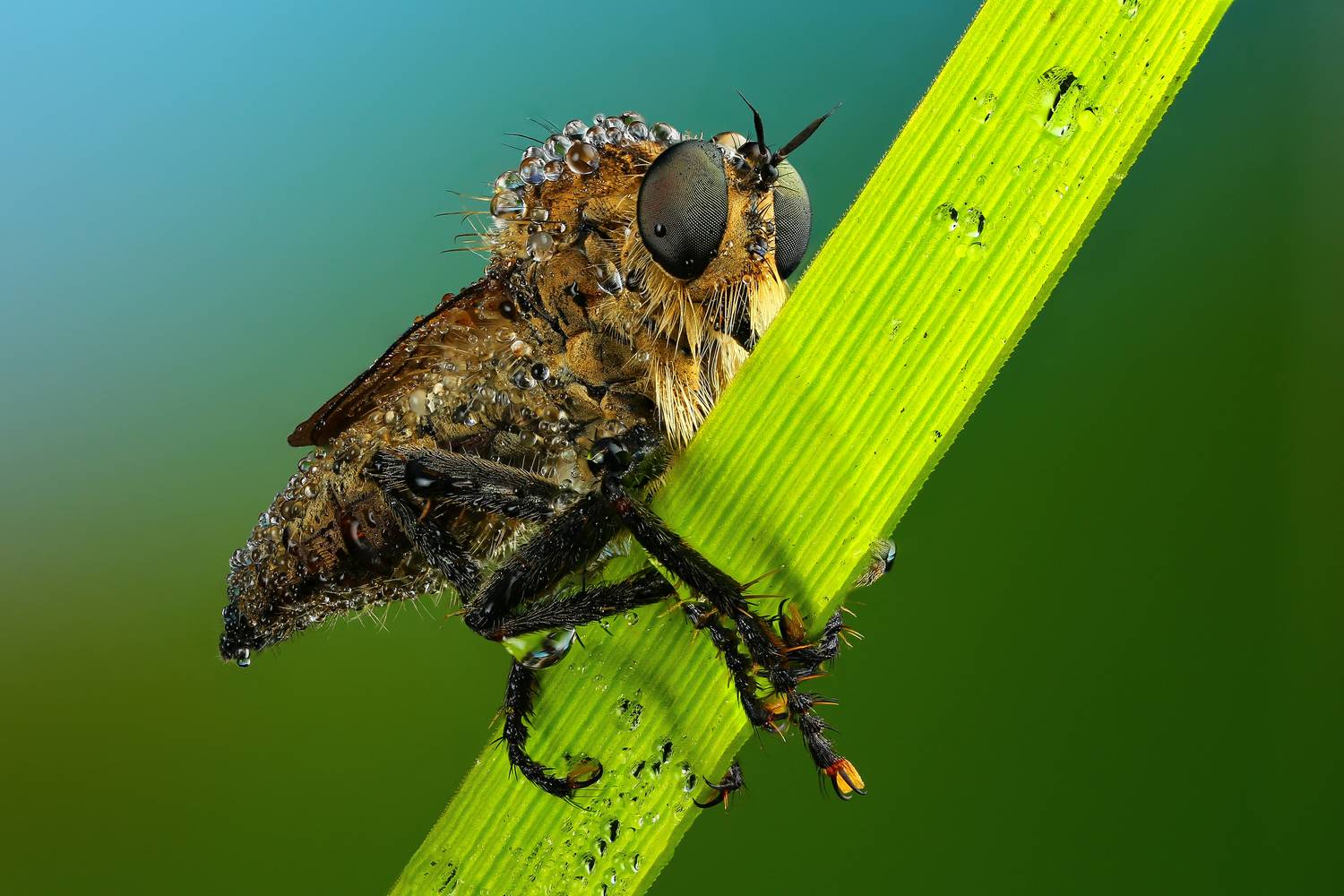 макро, природа, насекомое, животное, муха, трава, Шаповалов Андрей