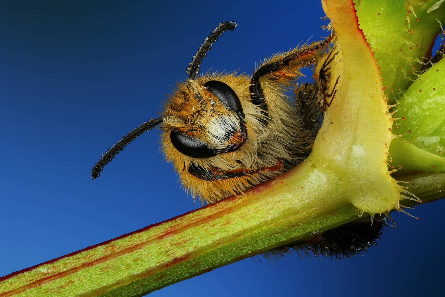 макро, природа, насекомое, животное, пчела, растение, Шаповалов Андрей