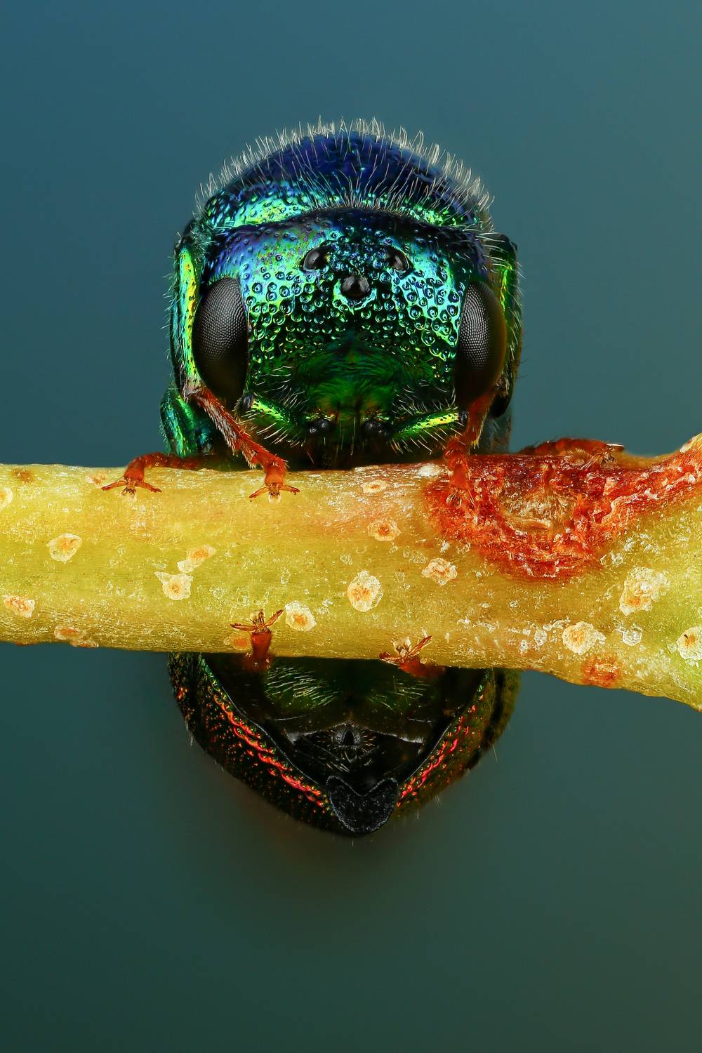 макро, природа, насекомое, животное, растение, оса, ветка, Шаповалов Андрей