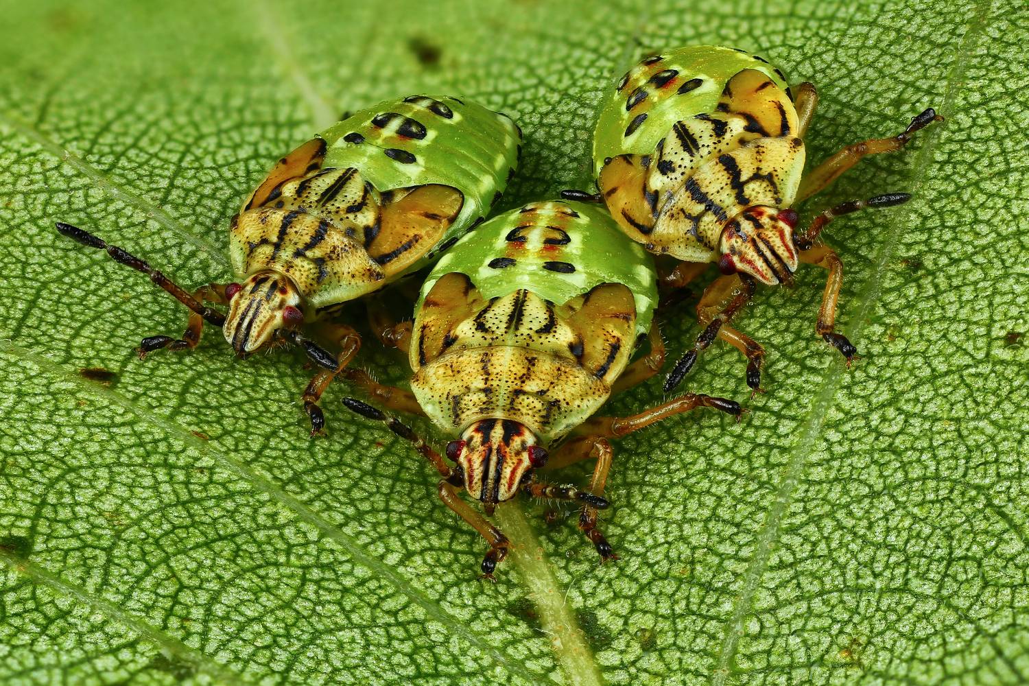 макро, природа, насекомое, животное, клоп, растение, лист, Шаповалов Андрей