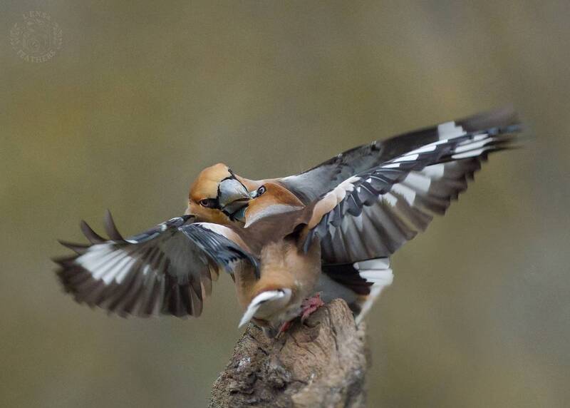 Дубонос - Lens and Feathers фото превью