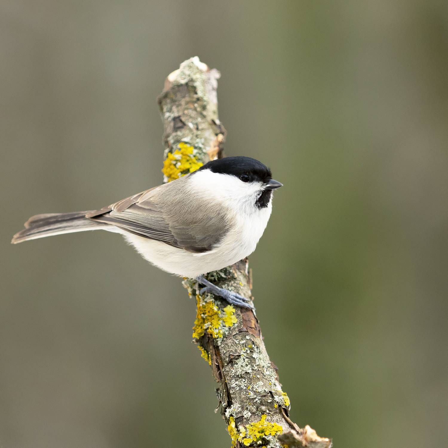 , Валерий Черняк