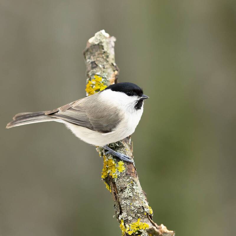Пухляк фото превью