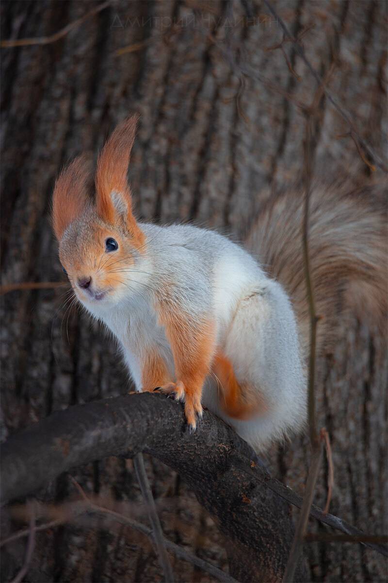 , Чудинин Дмитрий