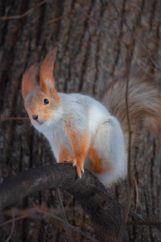 Кикстартер фото превью