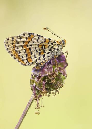 Melitaea