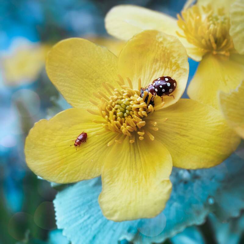 цветок, божья коровка Лесная зарисовка фото превью