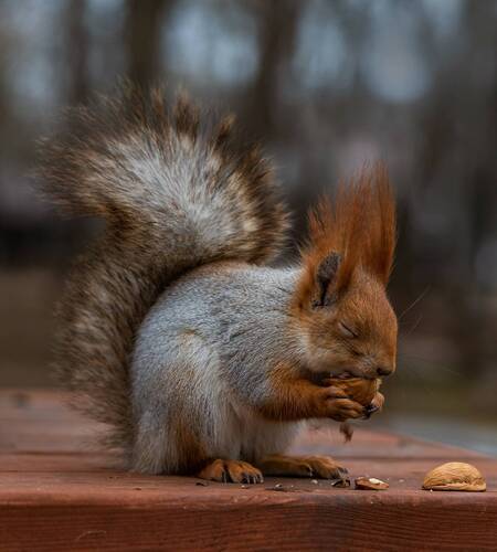 Ореховое удовольствие