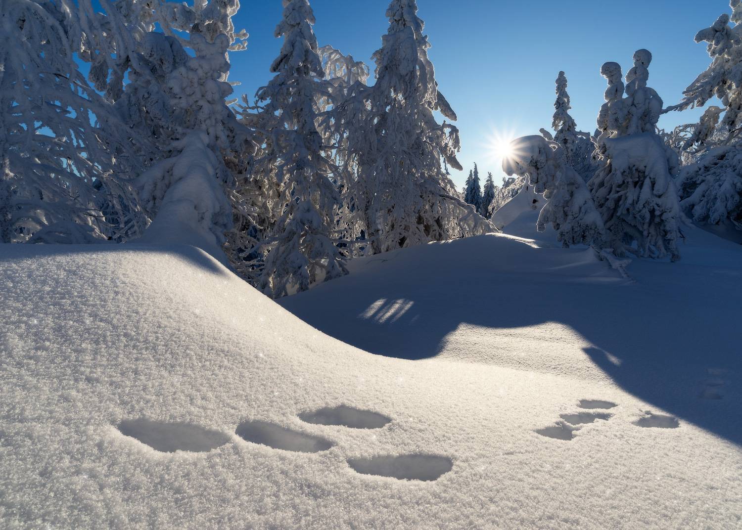 , Обухов Николай