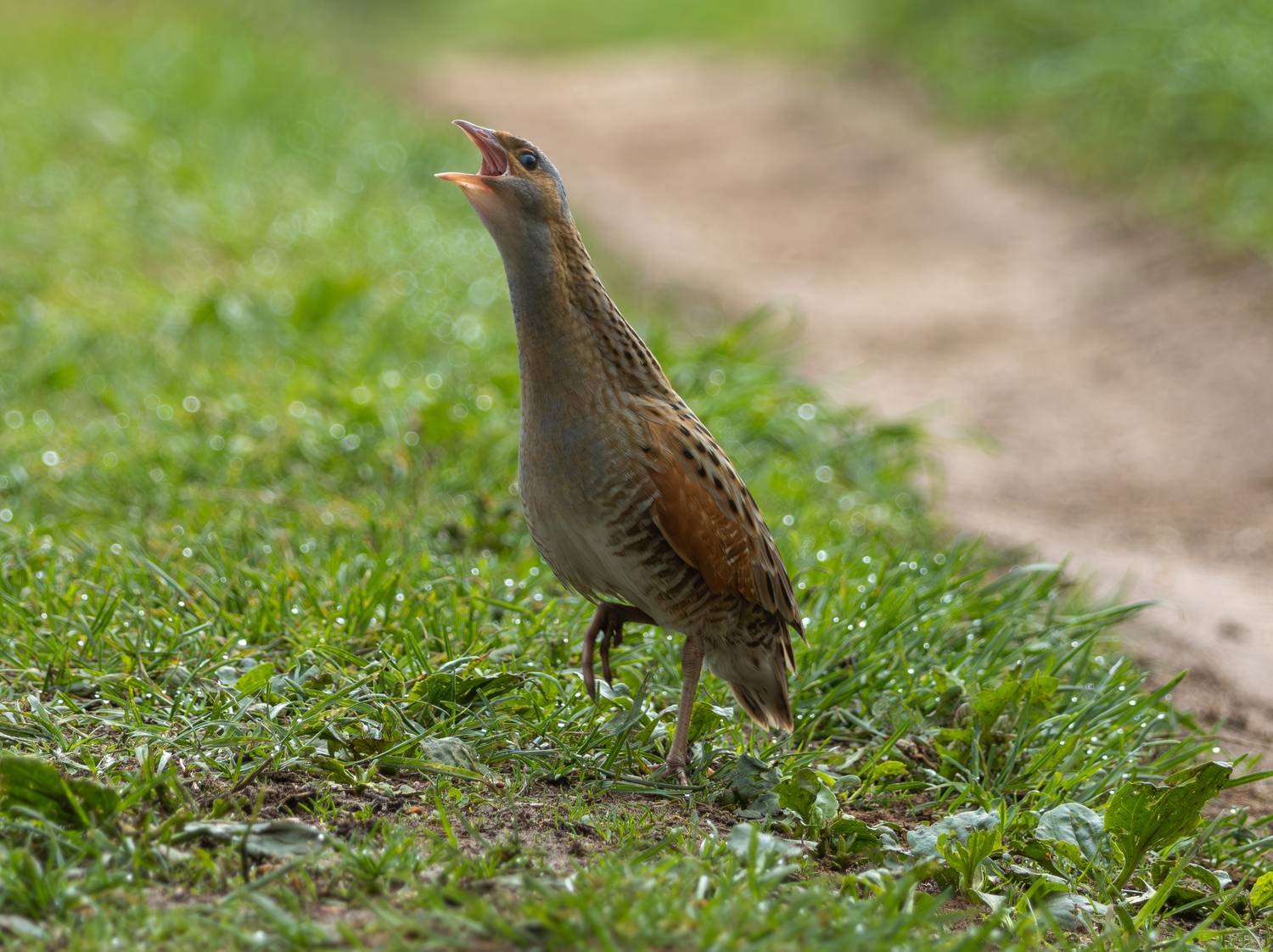 , Жуков Михаил
