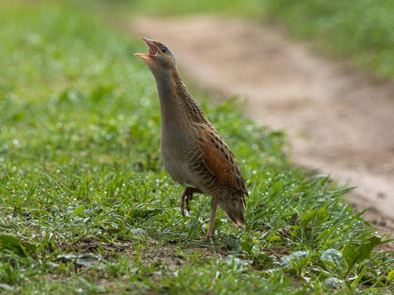 Коростель фото превью