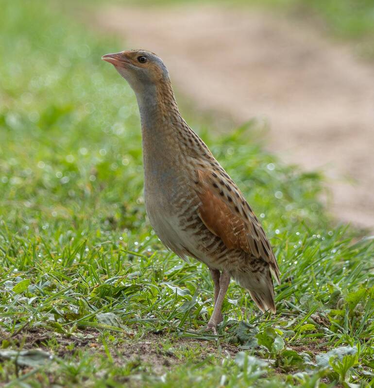 Коростель фото превью