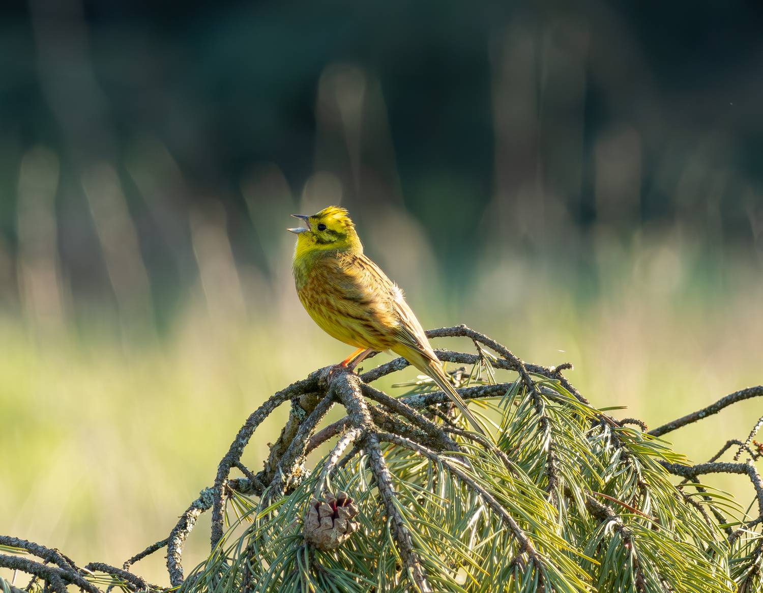 , Жуков Михаил